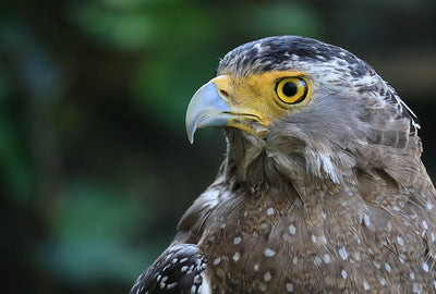 close up shot of an eagle