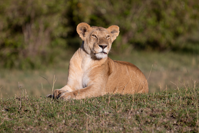 image of lion taken with Panasonic Lumix 70-200mm F2.8 lens