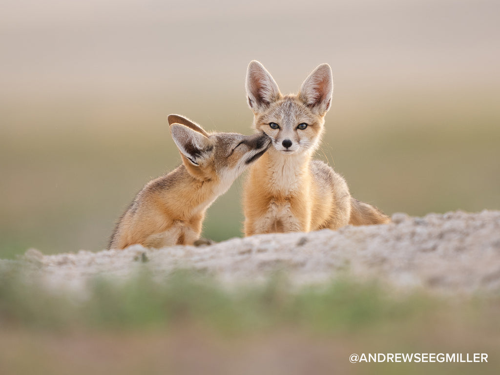 andrew seegmiller fox siblings