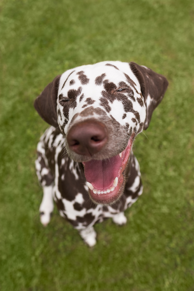 Dalmation smiling at camera on green grass