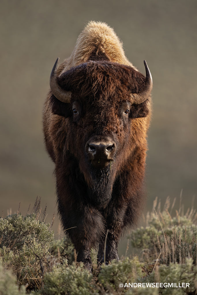 andrew seegmiller bison