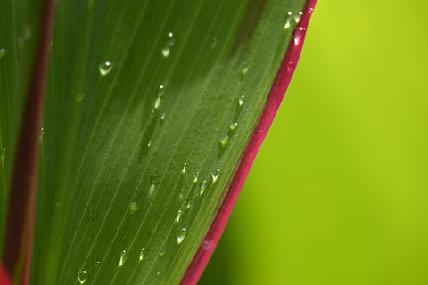 Close up of dew drops on leaf