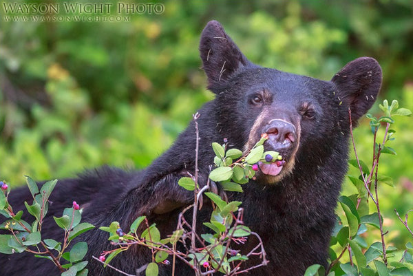 Black Bear- Glacier National Park, Montana - Moving through Photography Challenges & Plateaus, Wayson Wight