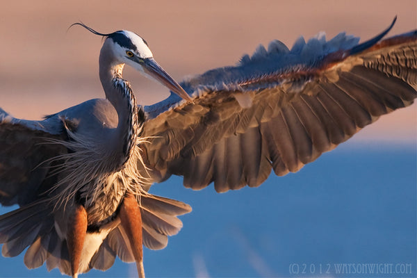 Blue Heron- Moving through Photography Challenges & Plateaus, Wayson Wight