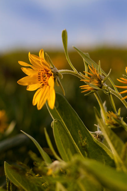 Lensbaby Emerging (Honorable Mention): Boise Squared – Michael Aaron