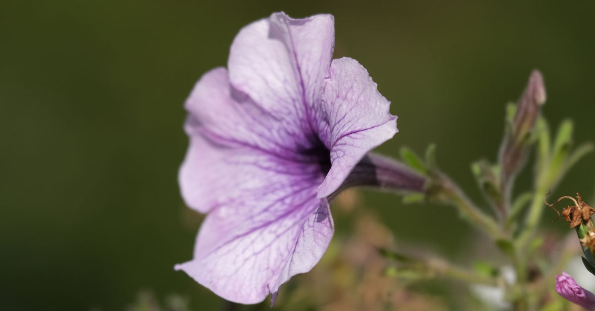 Purple flower taken with Fujifilm X-S10 camera