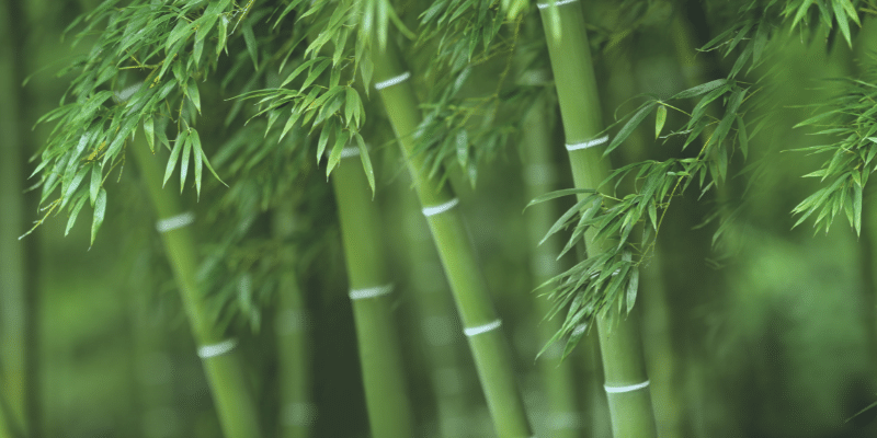 Bambu içeren ürünler hangileridir