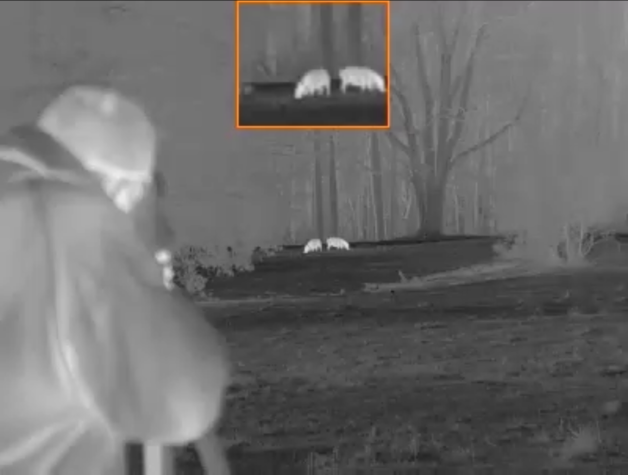 Thermal image of a hunter tracking wild hogs