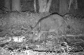 Hunting a wild hog with night vision binoculars