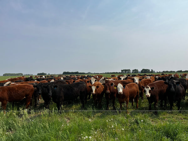 Rotational grazing at Gemstone Grass Feed Beef's farm