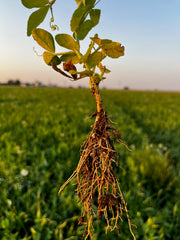pea plant showing nodules formed on roots