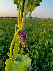 purple top turnip