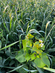 buckwheat polycrop in early July