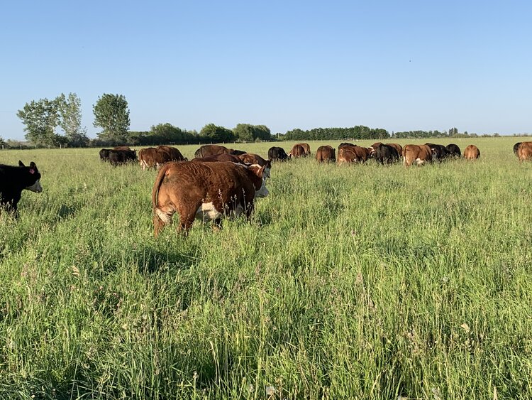 Cattle Grazing