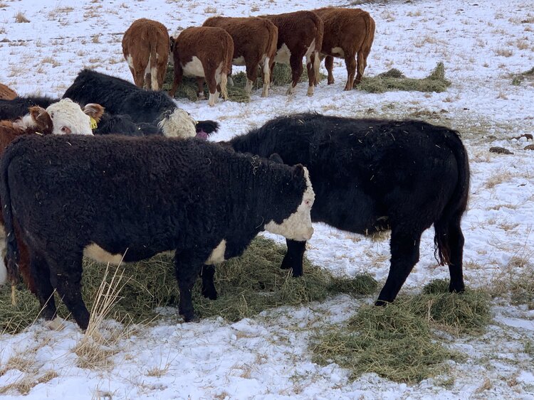 Yearling Cattle eating hay