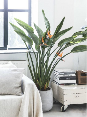 Tout savoir sur le Strelitzia ou oiseaux de paradis. - Folia Design