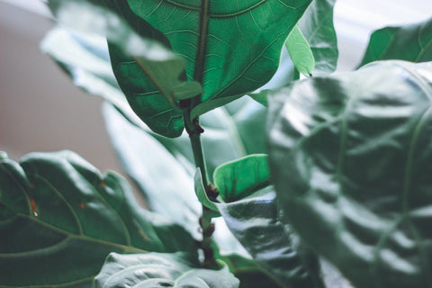 Plantes d'intérieur : la lumière artificielle à la rescousse !