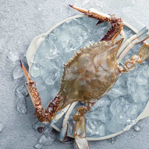 fresh korean crab 신선한 한국 꽃게