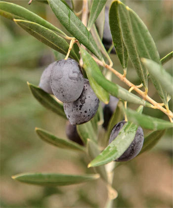 EVOO sizzle