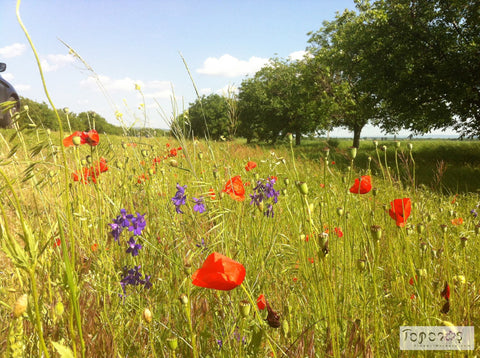 poppies and wild flowers growing in tall grass
