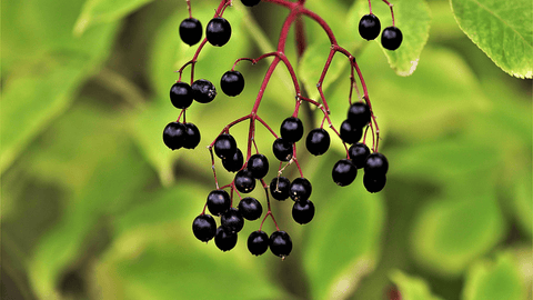 elderberry plant tea