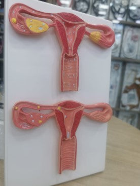Reproductive Model-Model of Human Fertilization- Size(CM): 34x23x4