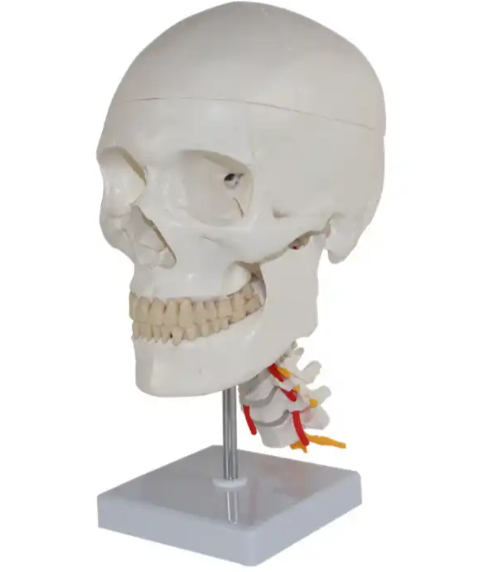 Bone Model-Skull with Cervical Spine-4 Part-Sciedu (CM) 28x20x20