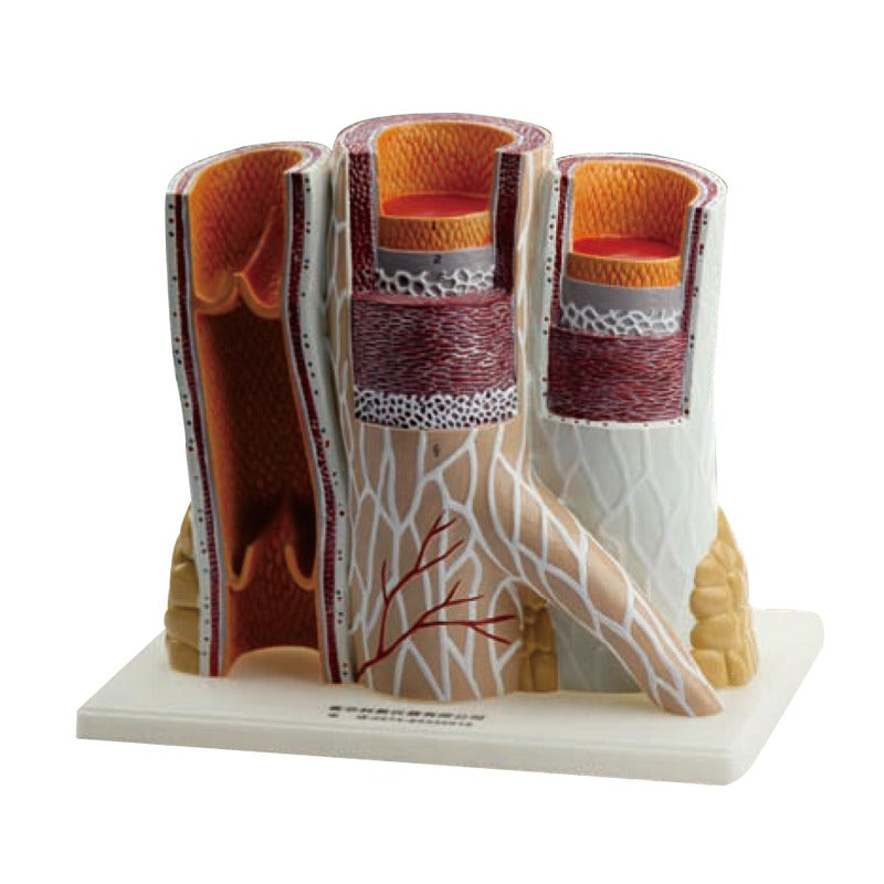 Thoracic Model-Structure of Artery and Vein-Sciedu-Size(CM): 30x22x15