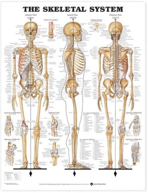 Skeletal System Anatomical Chart Plastic Styrene Styrene