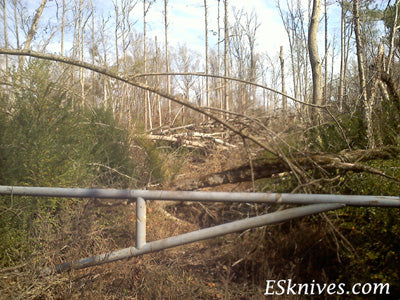 Trail Head of Trees