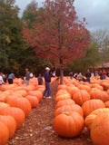 Giant Pumpkins on Farm at Autumn
