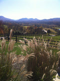 Grass tall fence farm mountains