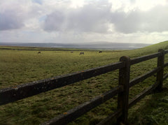 Ireland - fence and pasture
