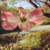 Pink Dogwood Georgia