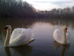 Swans on winter lake