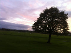 Tree sunset - Ireland