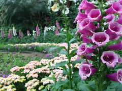 Flowers at Callaway Gardens