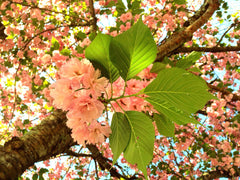Pink spring flowering tree - Atlanta