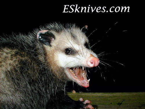 Possum Hunting ESKnives
