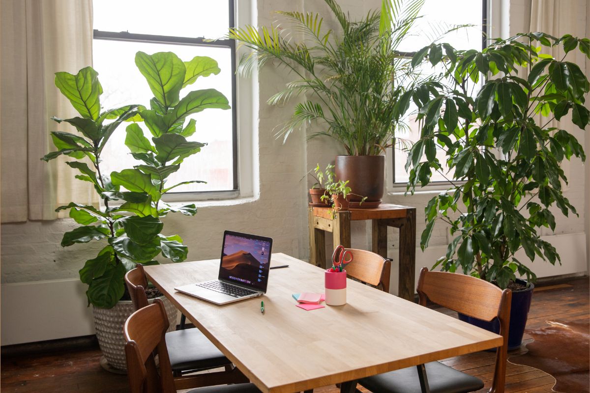 plants-desk