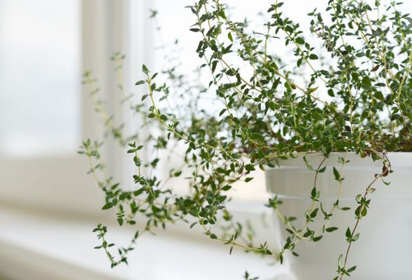 Thyme plant on window sill