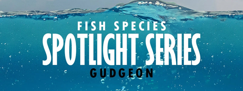 Gudgeon Fish Spotlight Series Guide UK