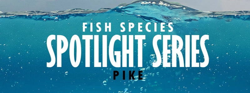 Pike Fishing in the UK: Spotlight Series Guide