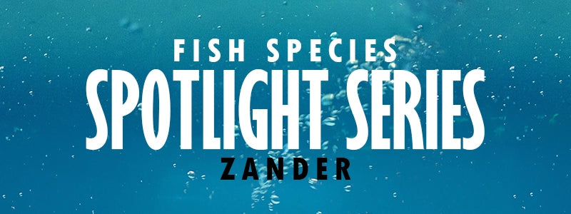 Zander Fishing in the UK, Helpful guide and tips ideal for beginners