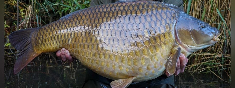 Fish Species Spotlight Series: All About Common Carp