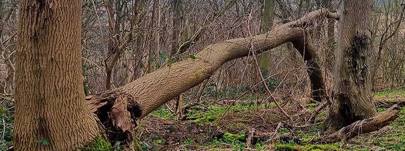 Explorer Essentials Firewood from Fallen Trees Only