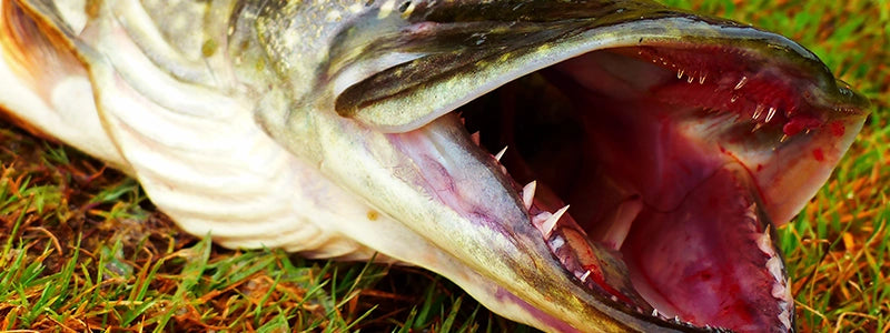 Pike with Sharp Teeth