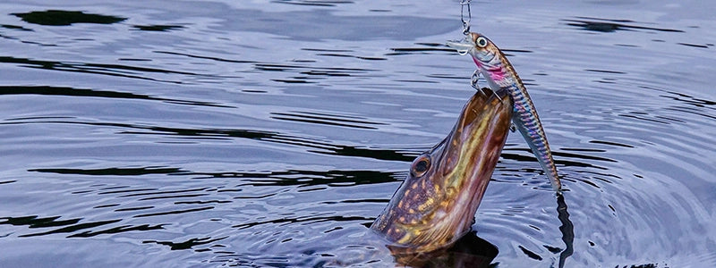 Pike Fishing Being Caught
