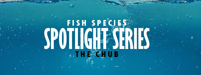 Fish Spotlight Series: Everything you need to know about the chub
