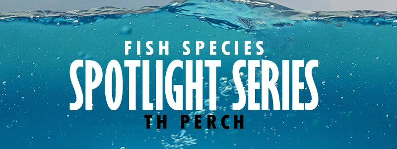 Spotlight Series Fish Species in the UK - The Perch